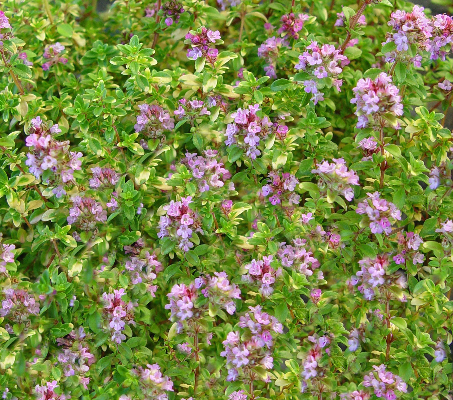 Doone Valley Thyme – McCoard's Gardens